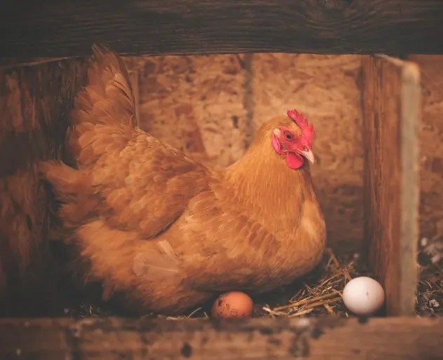 At What Age And Why Do Chickens Stop Laying Eggs?