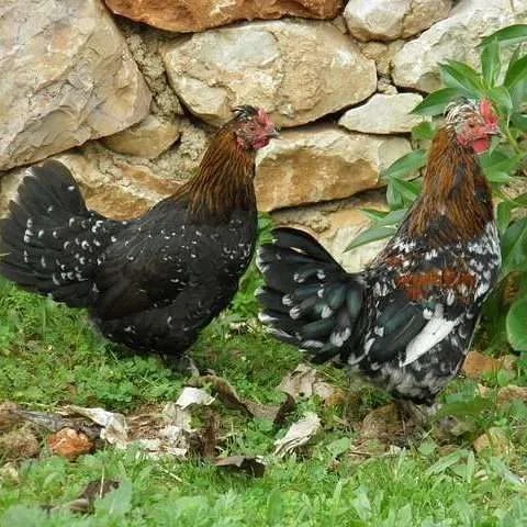 Chicken Breed Egg Chart: A Comprehensive Guide