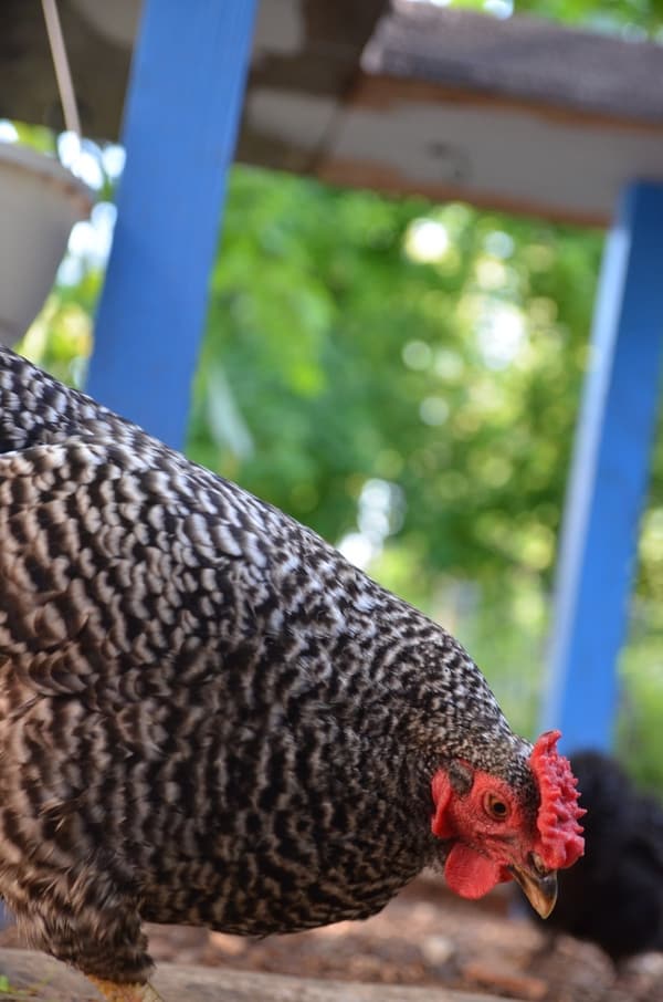 How to Keep Chickens Out of the Garden Backyard Chicken Project