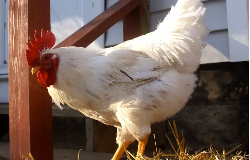 When good roosters go bad Dealing with a mean rooster