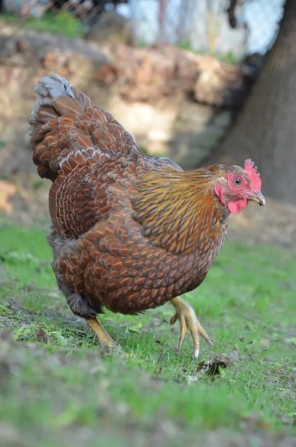 Breed Spotlight The Wyandotte