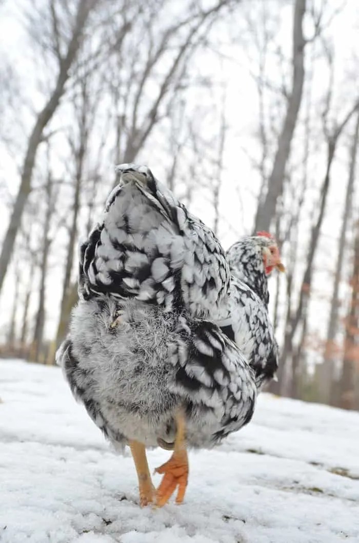 Should You Put Heat in the Chicken Coop? Backyard Chicken Project