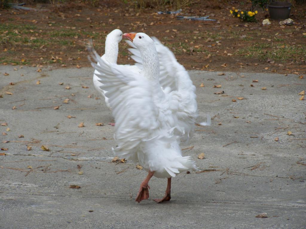 2011 Flapper Contest BackYard Chickens Learn How to Raise Chickens
