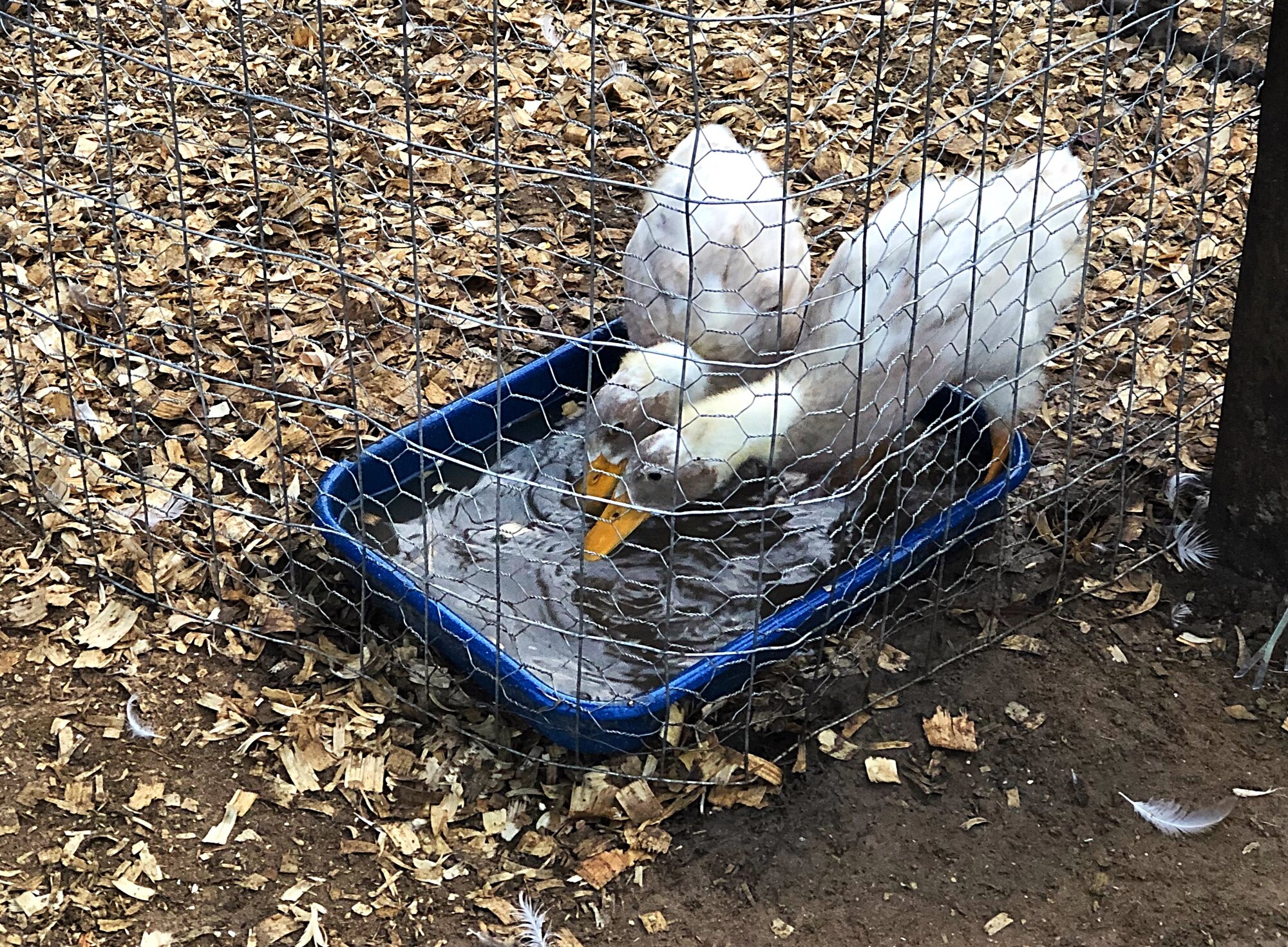 A duckling's near drowning and the issues that followed... BackYard Chickens Learn How to
