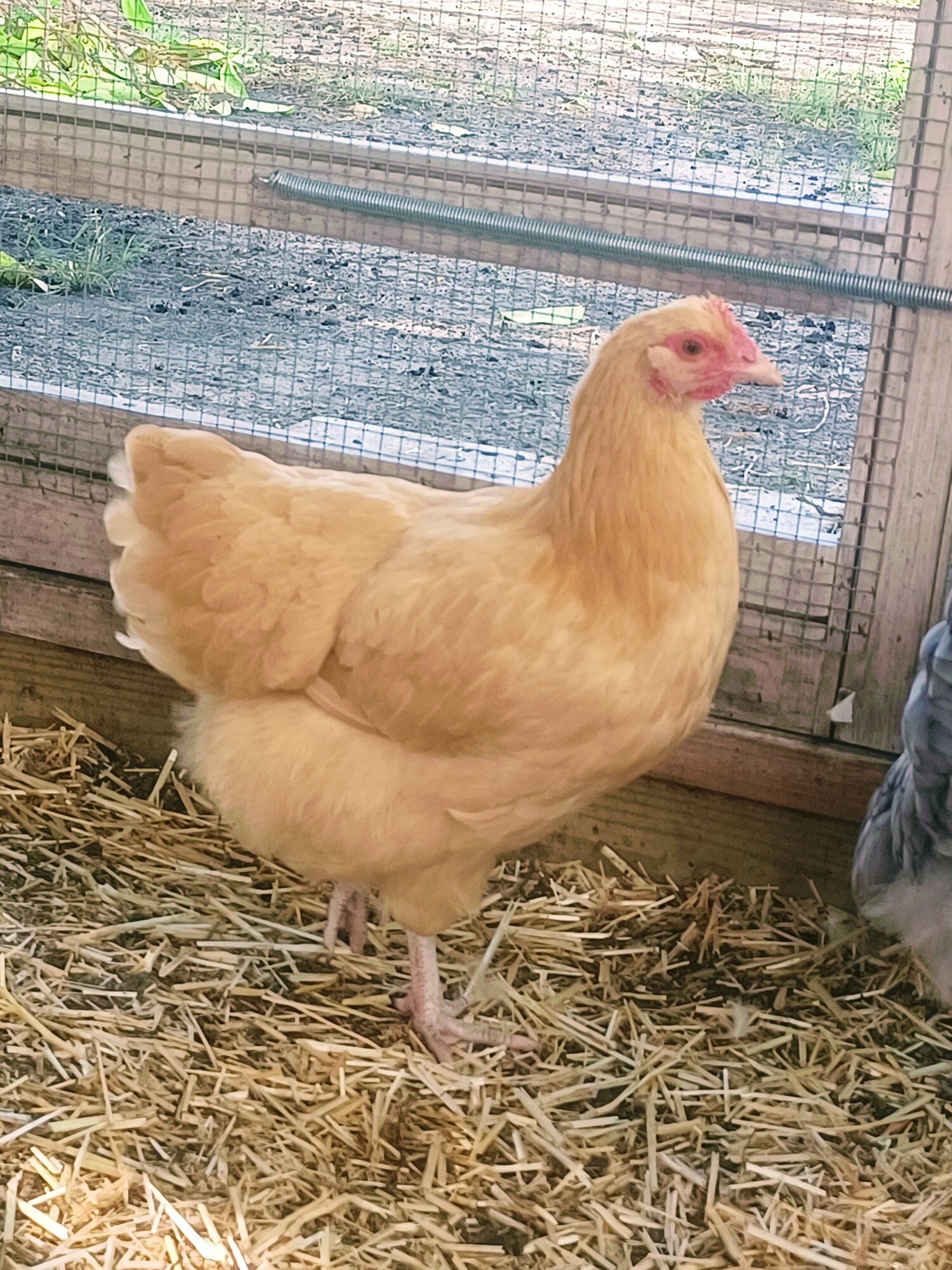 All about Orpingtons! BackYard Chickens Learn How to Raise Chickens