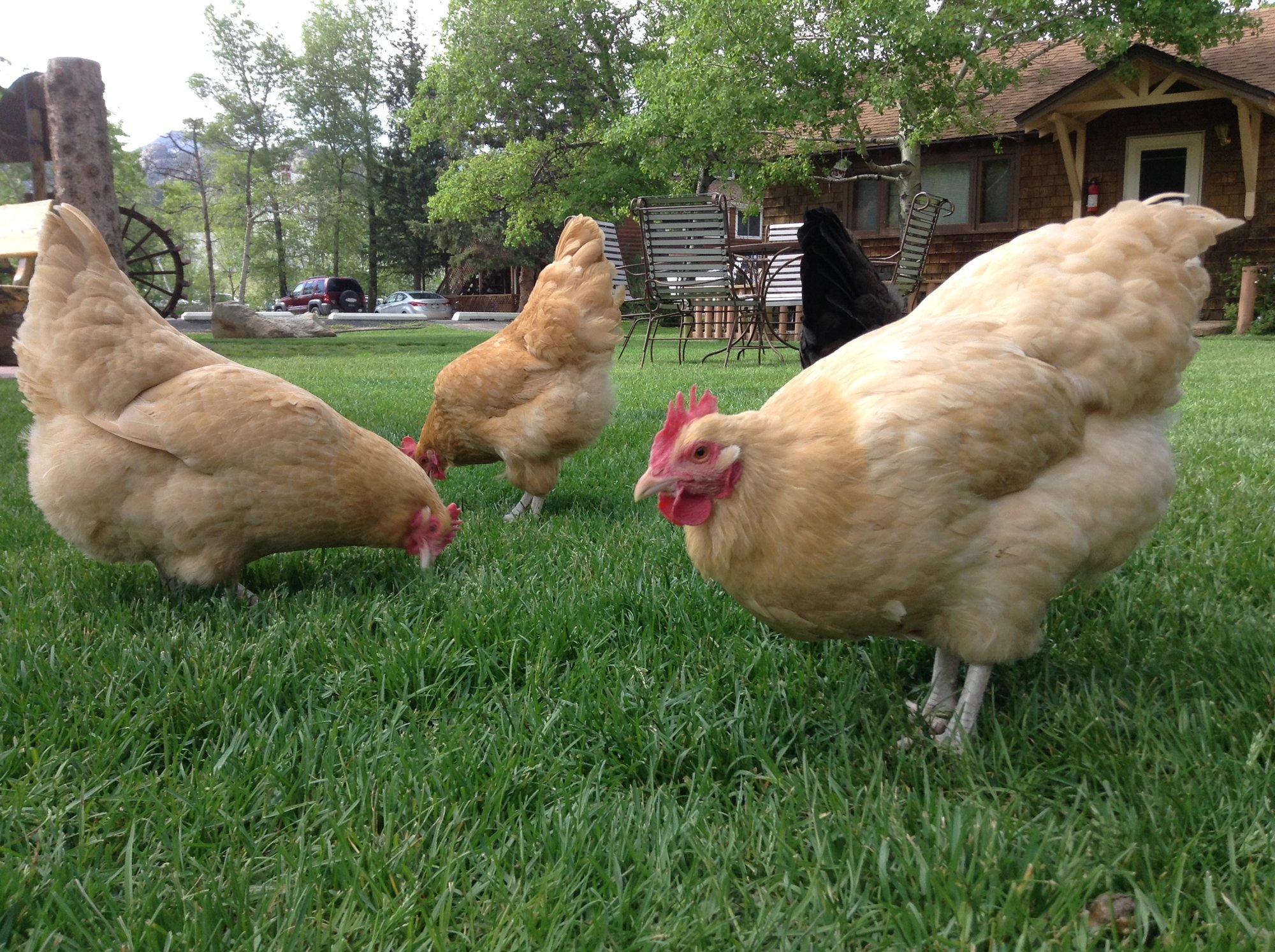 Bigger is Better Advice from one chicken keeper to another BackYard