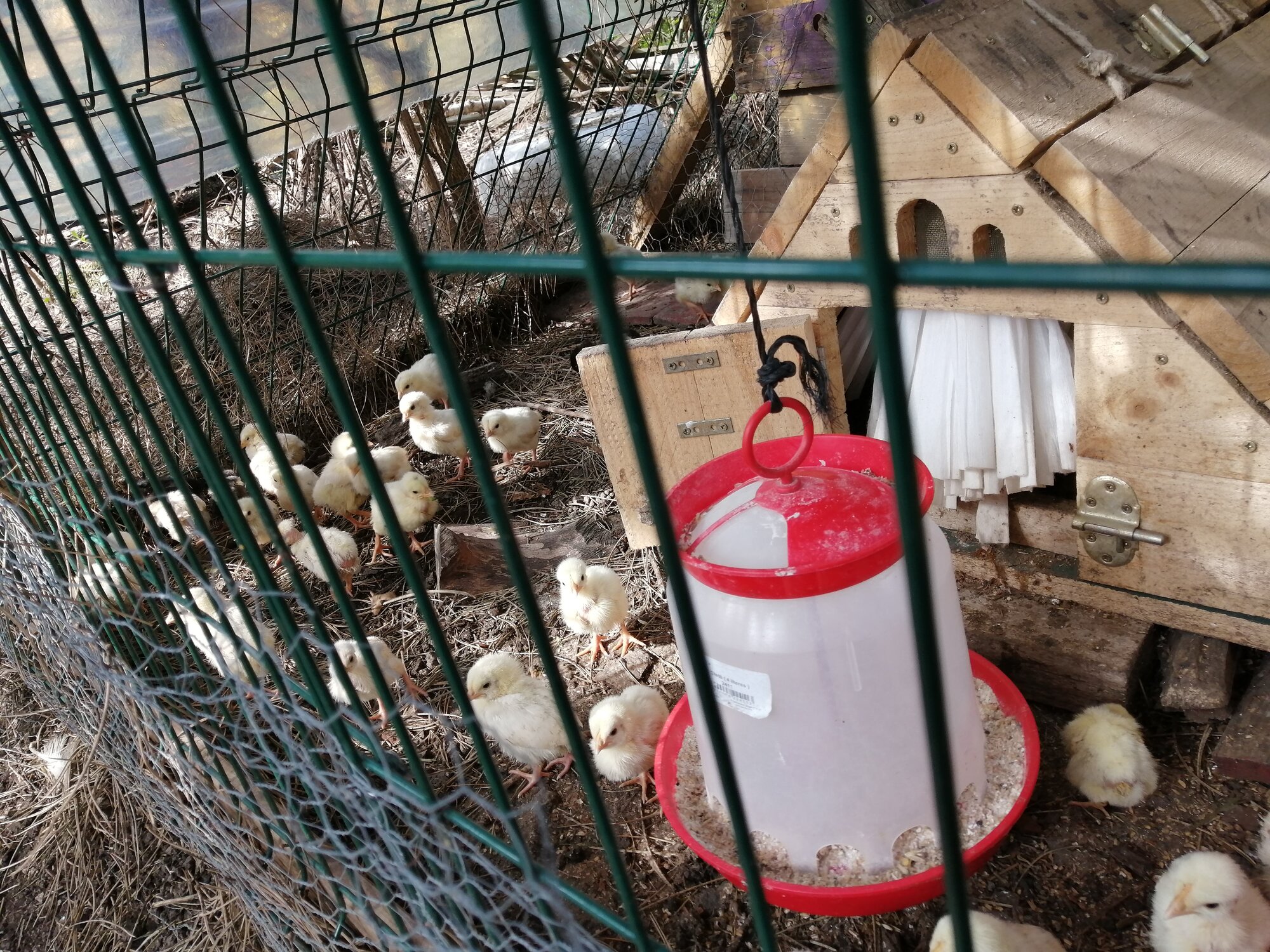 Brooder without any heat source BackYard Chickens Learn How to Raise Chickens