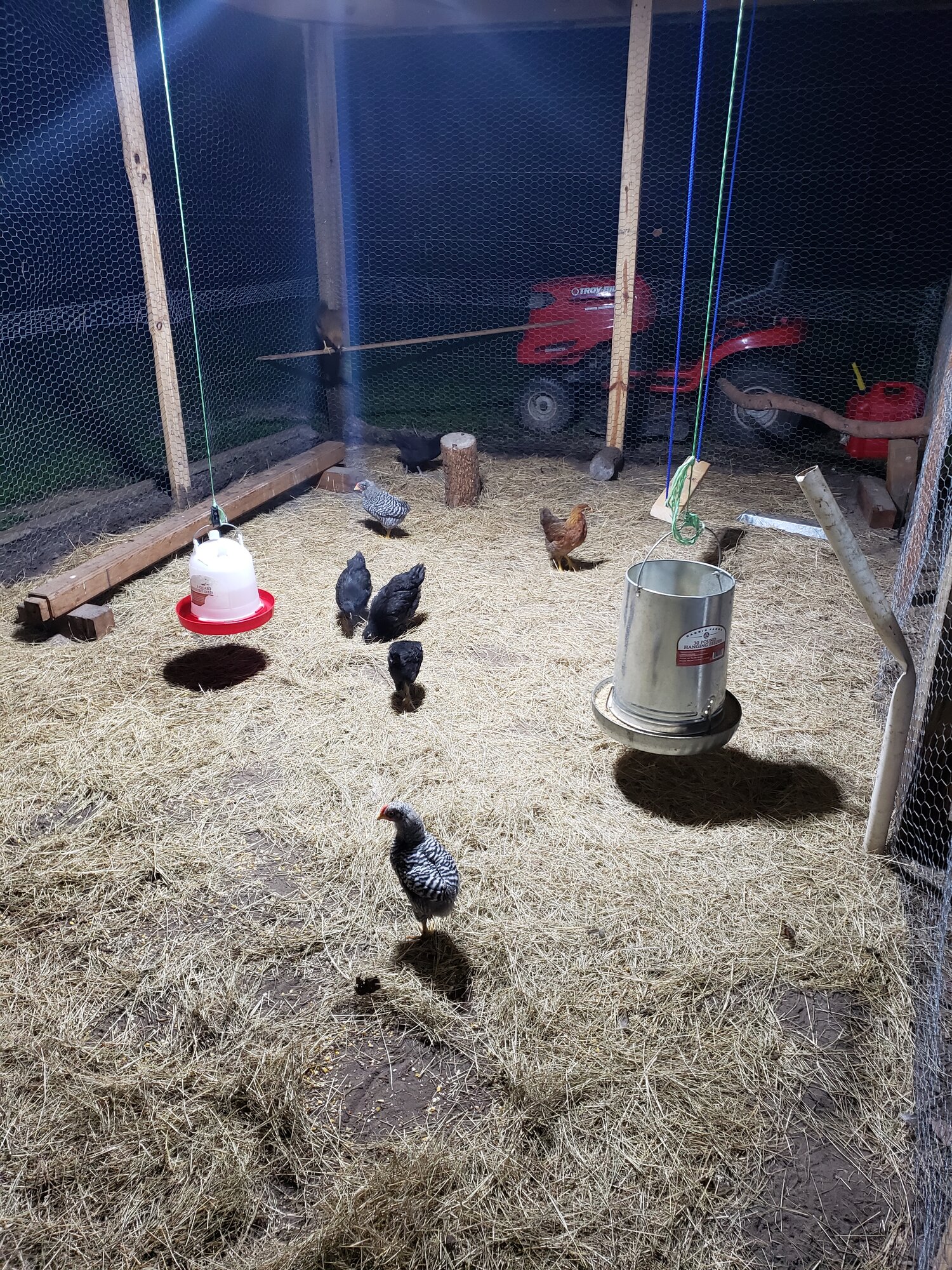 Changing the Coop BackYard Chickens Learn How to Raise Chickens