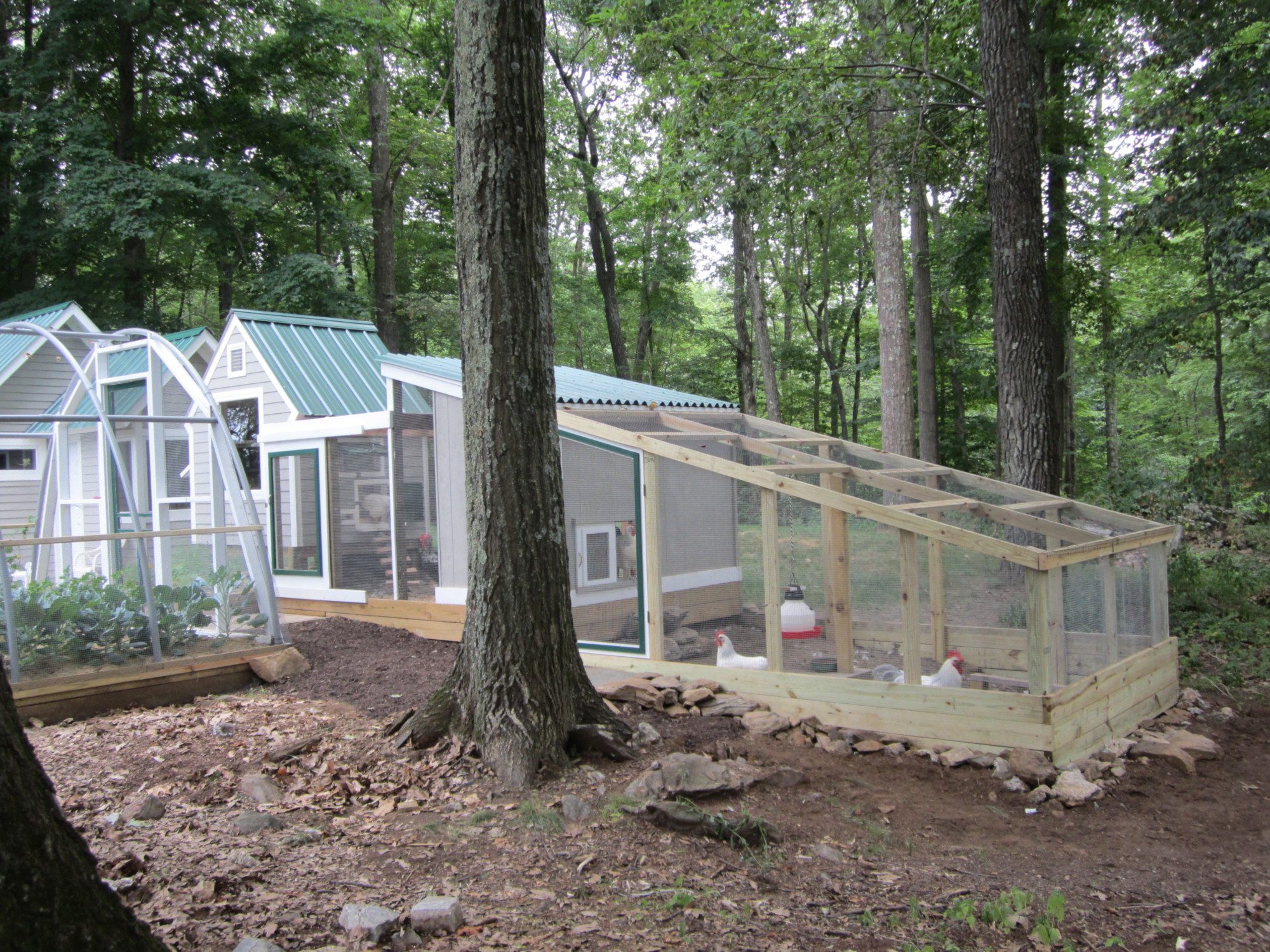 Chartwell Run BackYard Chickens Learn How to Raise Chickens