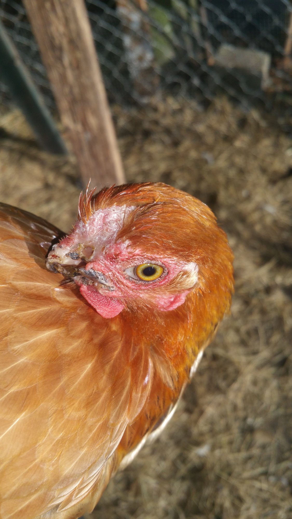 Chicken has no beak BackYard Chickens Learn How to Raise Chickens