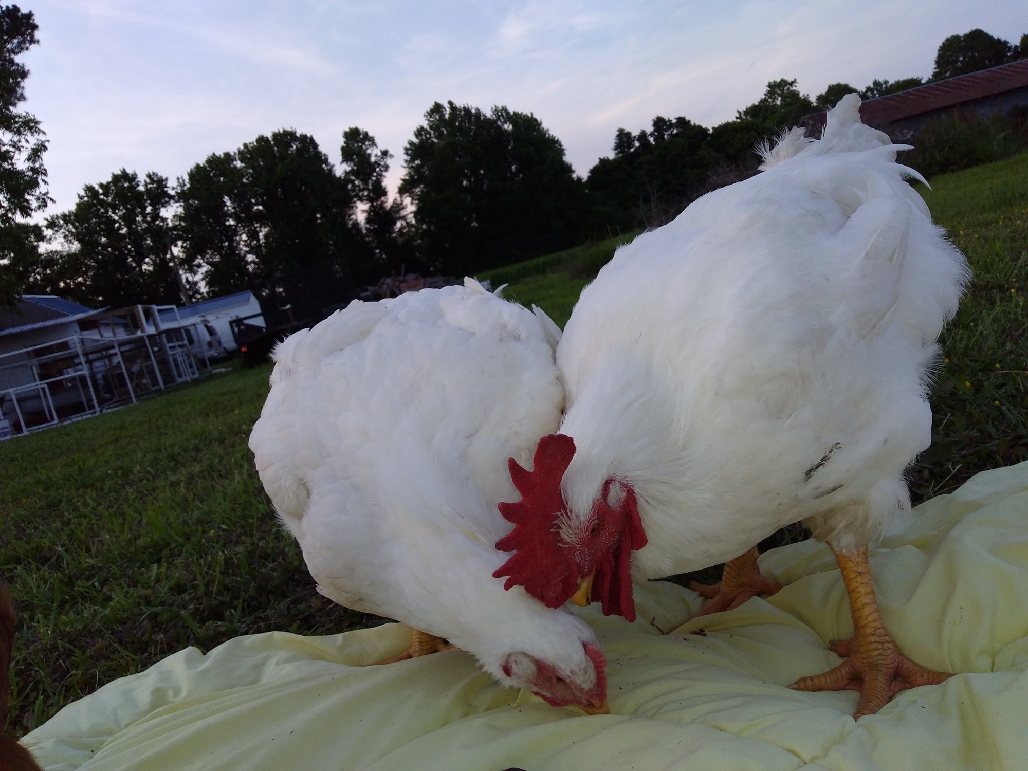 Chicken Run! BackYard Chickens Learn How to Raise Chickens