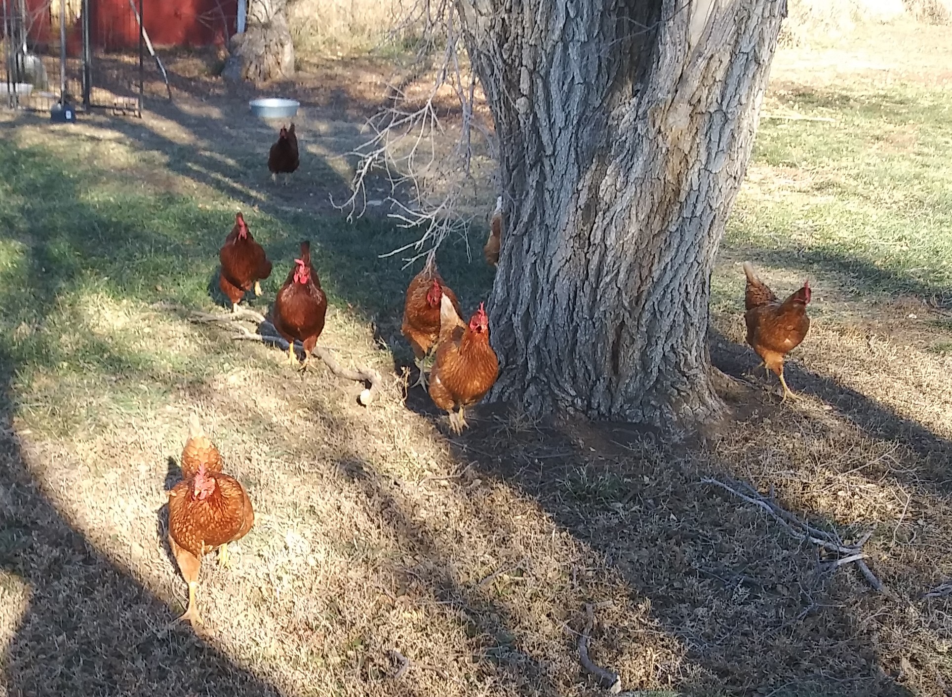 Click Your Way to a WellTrained Chicken BackYard Chickens Learn