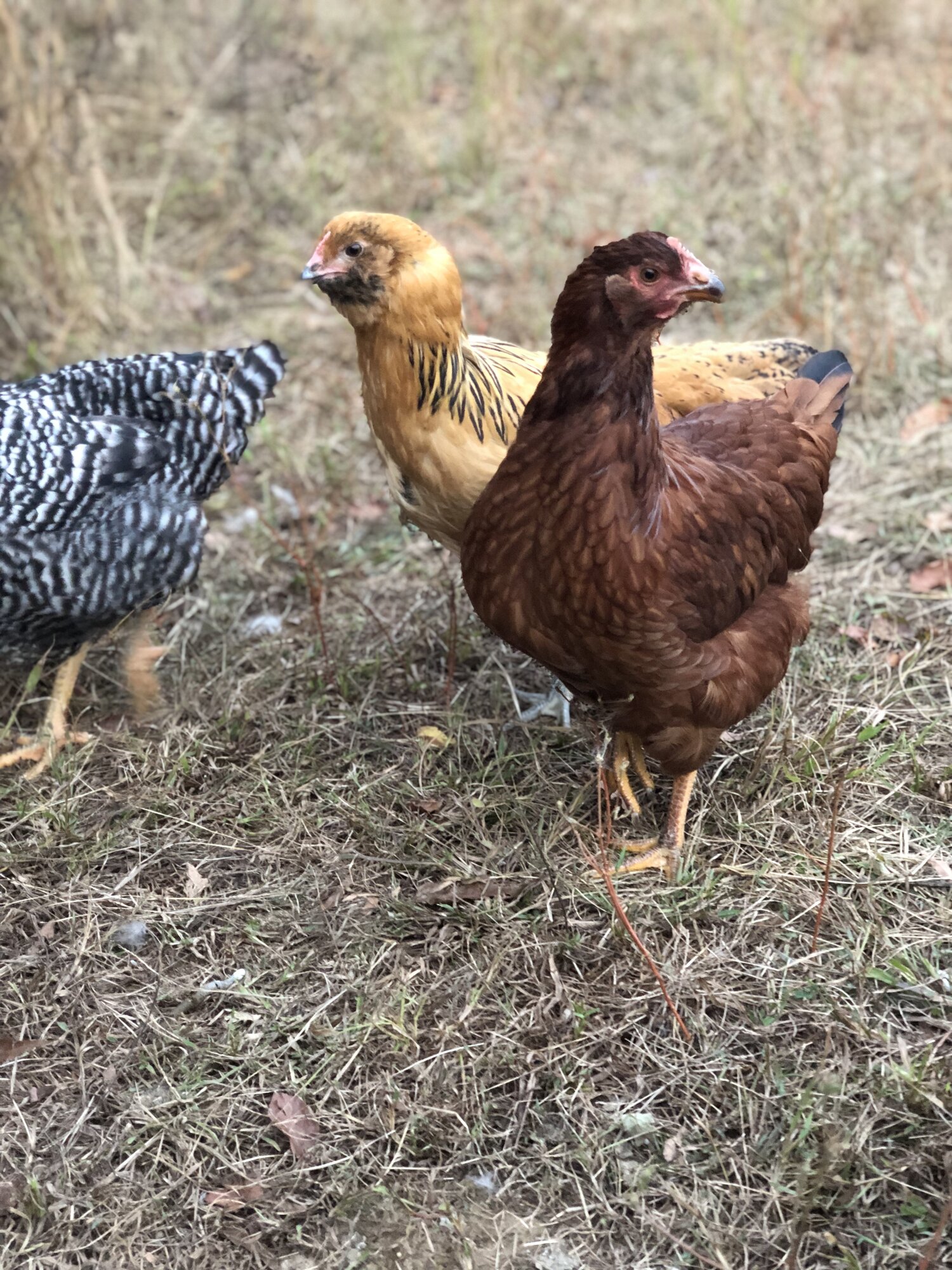 Cold weather ahead BackYard Chickens Learn How to Raise Chickens