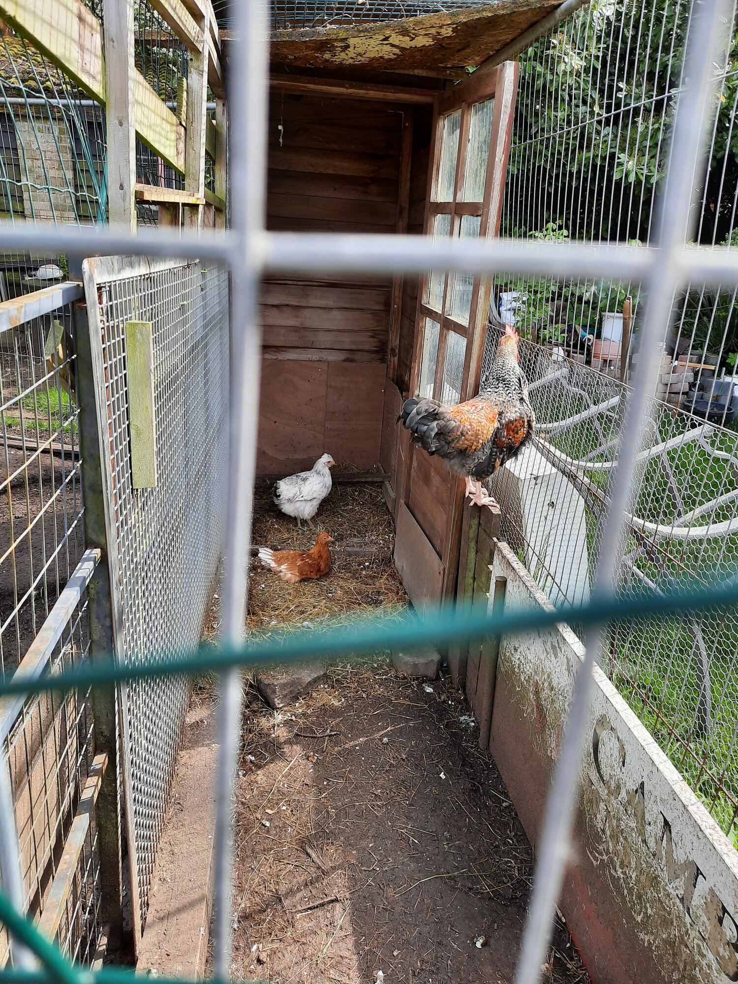 Crop damage BackYard Chickens Learn How to Raise Chickens