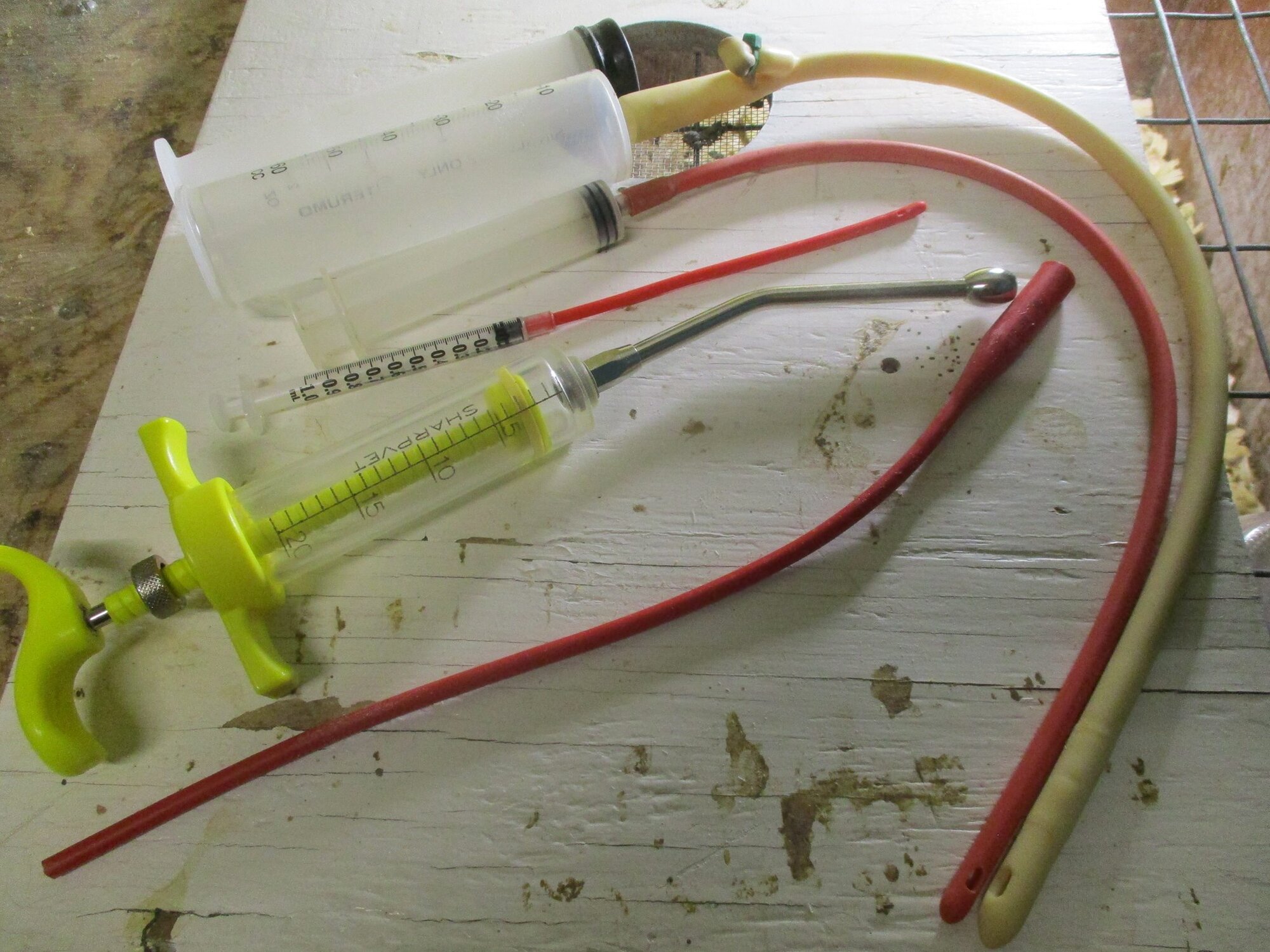 Crop Feeding BackYard Chickens Learn How to Raise Chickens