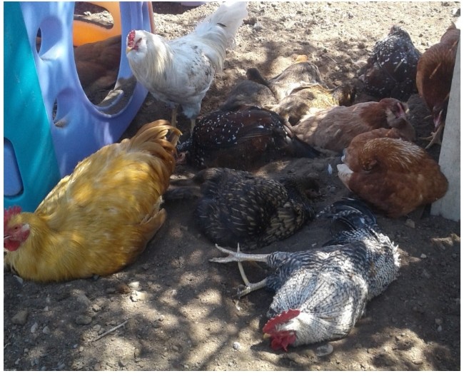 Daily to weekly chicken maintenance. BackYard Chickens Learn How to