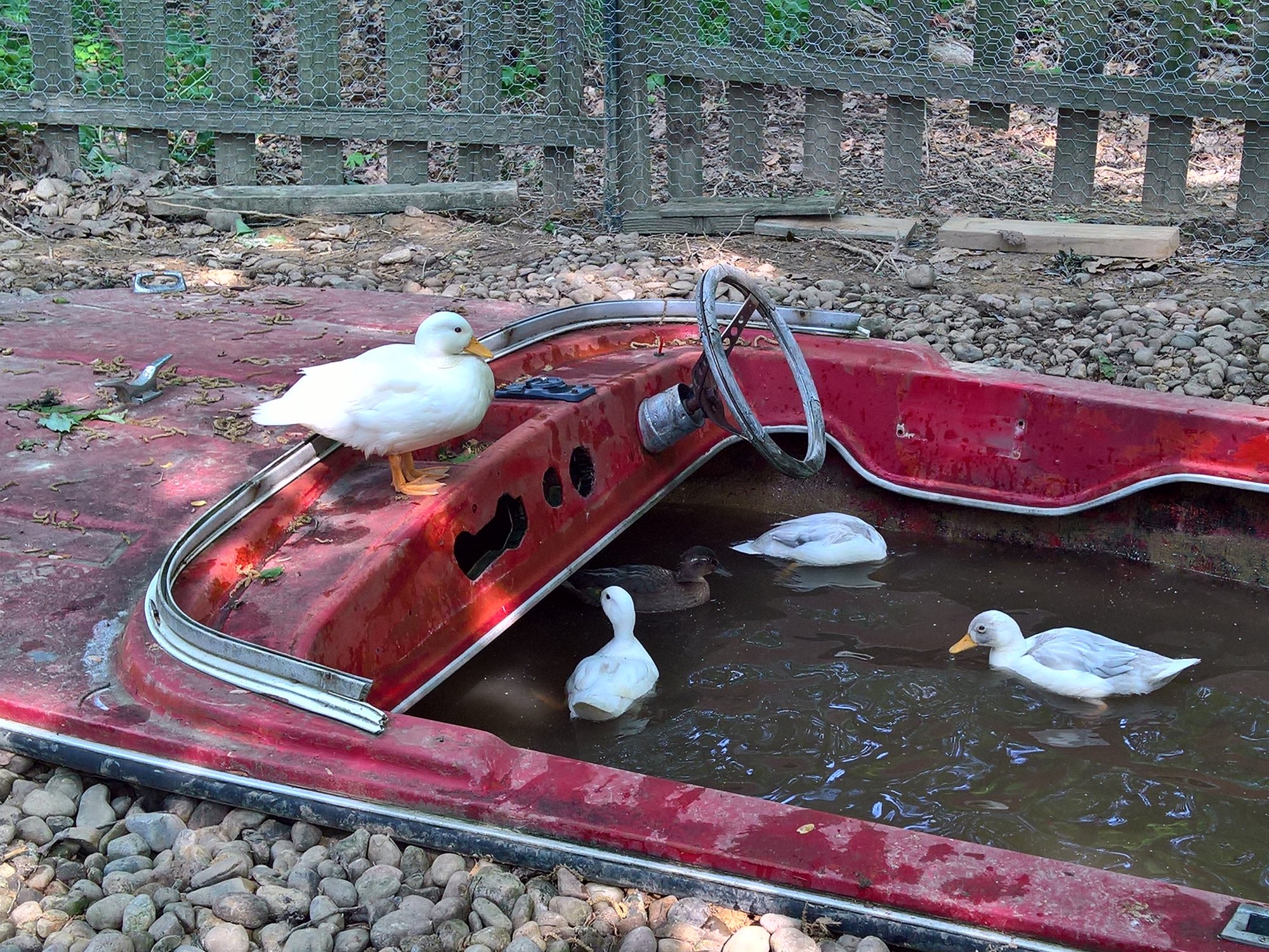 Do ducks like boats? BackYard Chickens Learn How to Raise Chickens