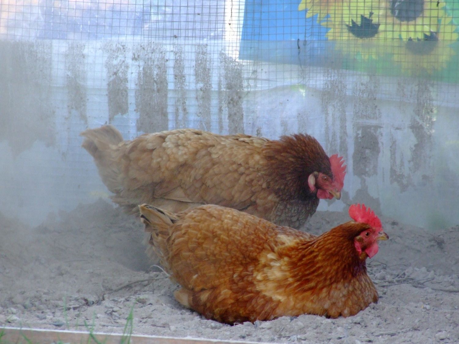 Dust bathing Why, where and how? Keeping your flock clean and happy