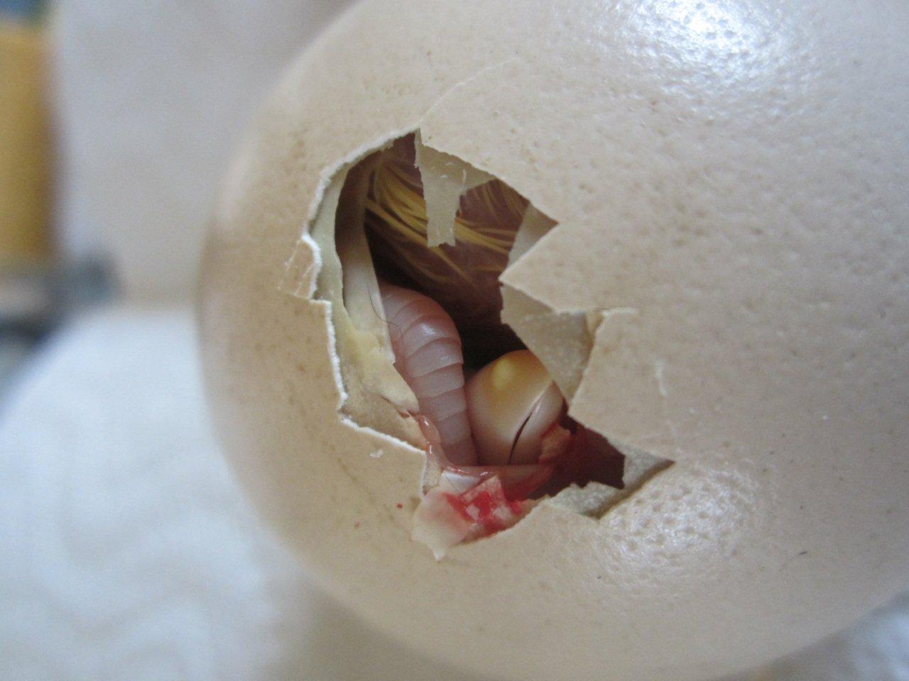 Guide to Assisted Hatching for All Poultry BackYard Chickens Learn