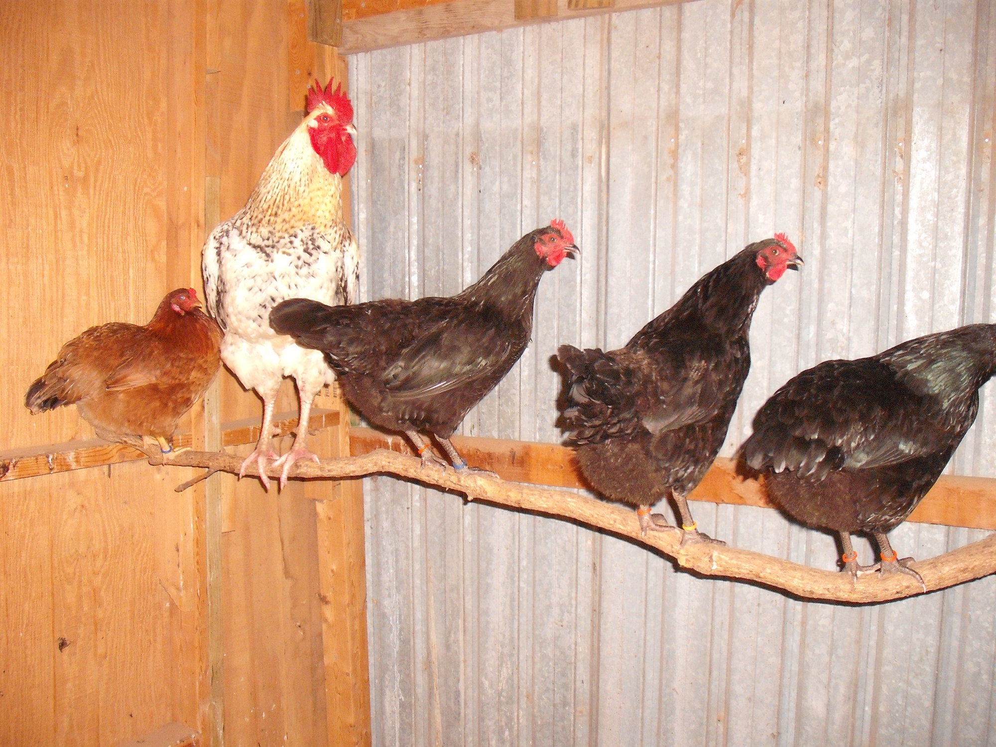 How Much Room Do Chickens Need? BackYard Chickens Learn How to Raise Chickens