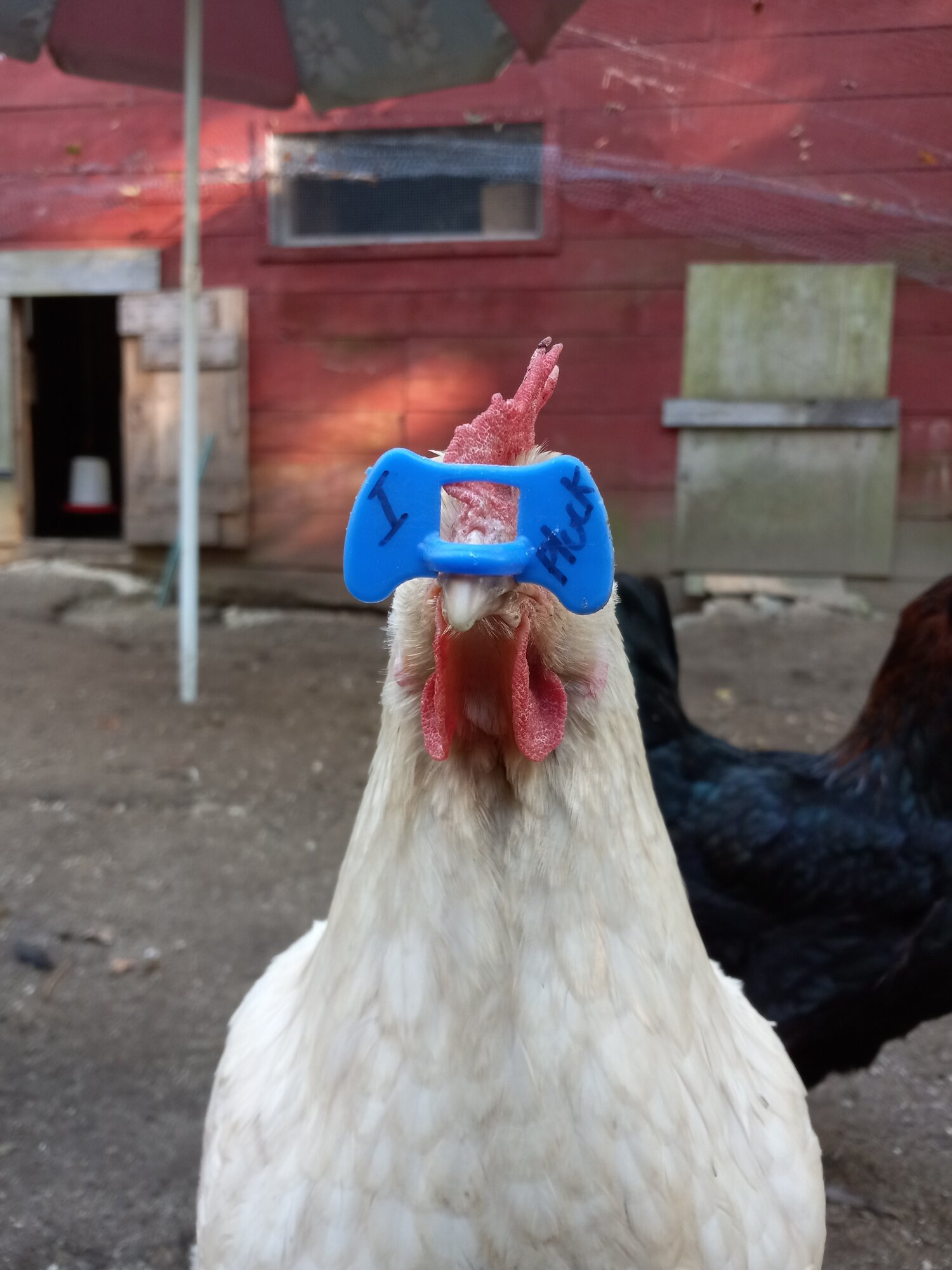 How To Apply Pinless Peepers BackYard Chickens Learn How to Raise