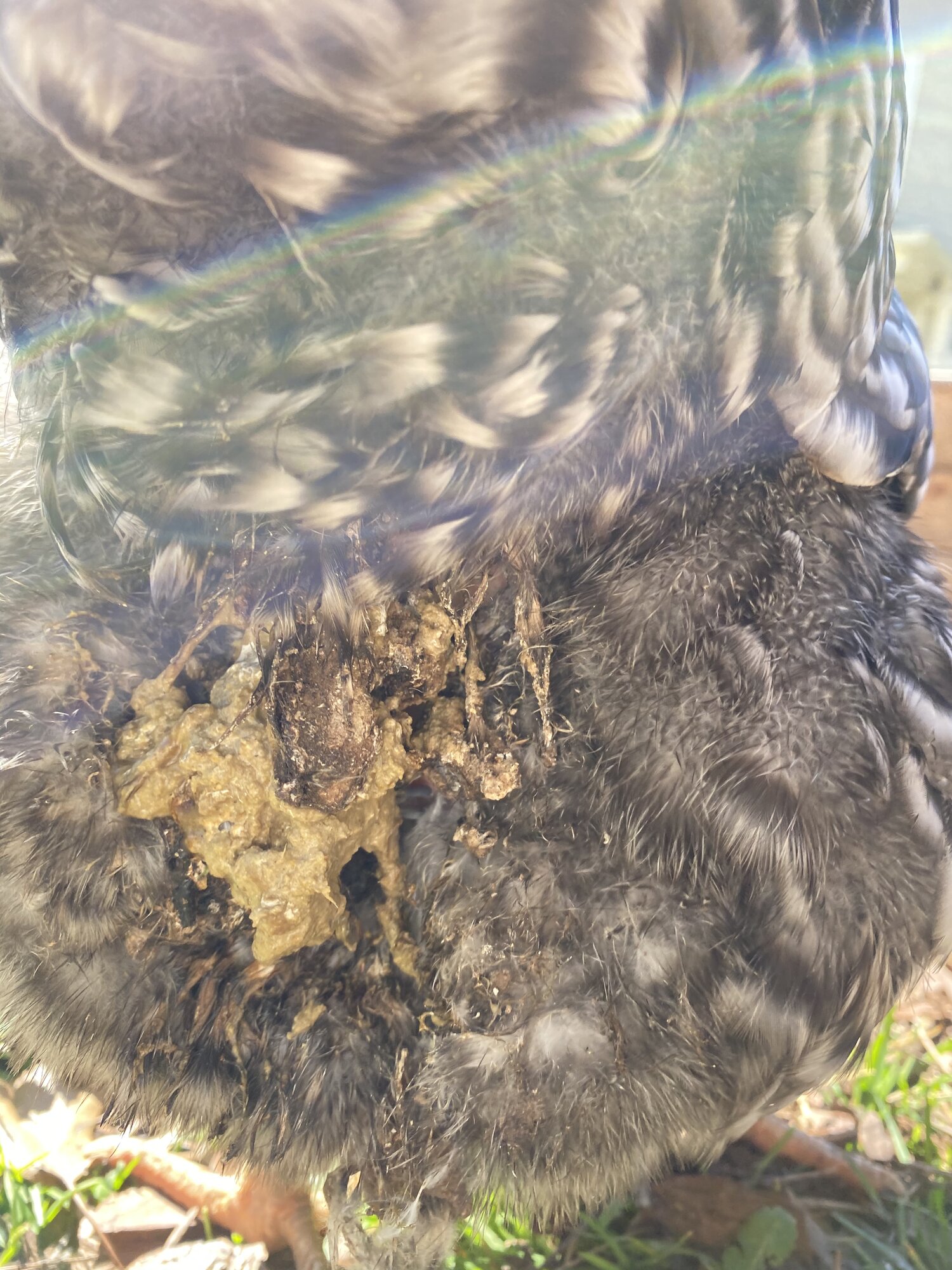 How to clean up after a chicken with a Lazy Cloaca BackYard Chickens