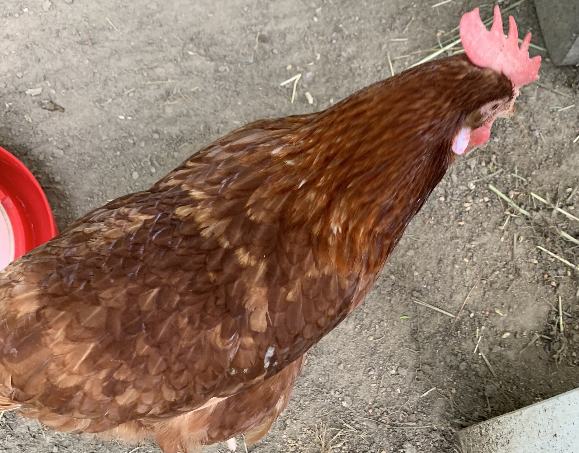 How To Flush Out Mucus BackYard Chickens Learn How to Raise Chickens