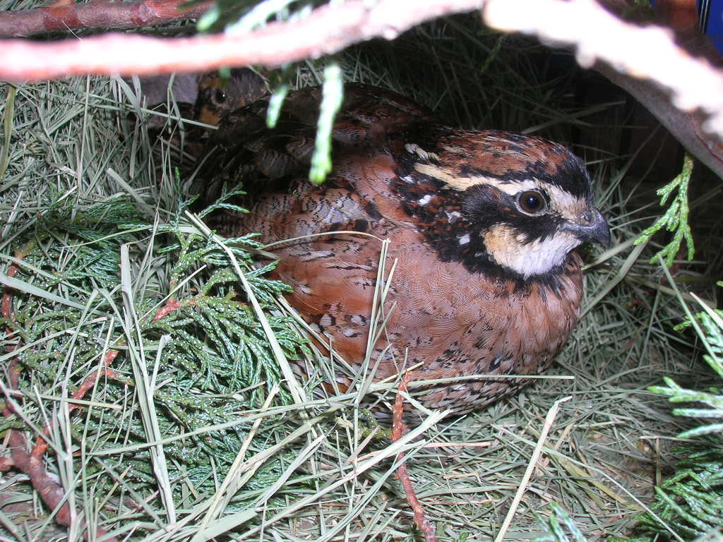How To Raise Bobwhite Quail BackYard Chickens Learn How to Raise