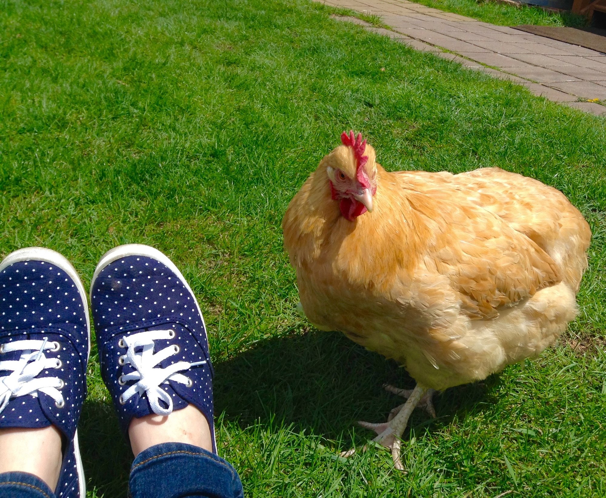 How To Tame Chickens from the Start BackYard Chickens Learn How to Raise Chickens