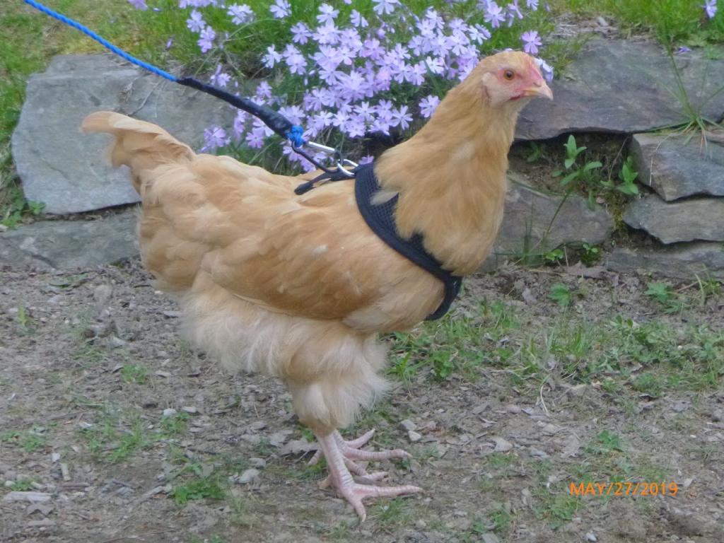 How To Use a Chicken Harness BackYard Chickens Learn How to Raise