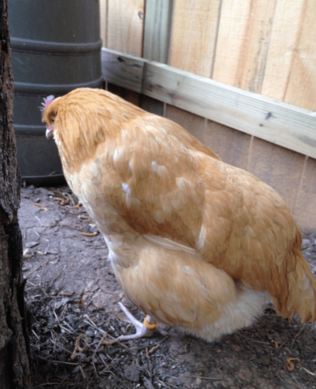 How you can help your chickens when they are sick BackYard Chickens