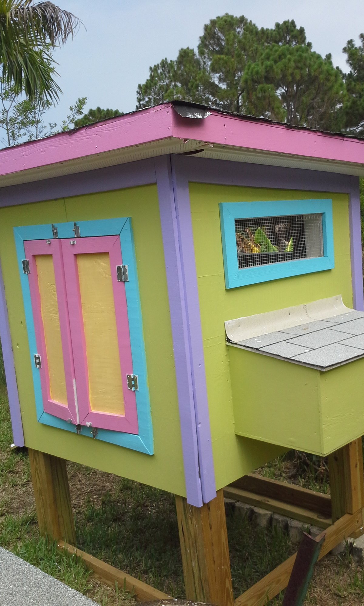 Hurricane Chickens! BackYard Chickens Learn How to Raise Chickens
