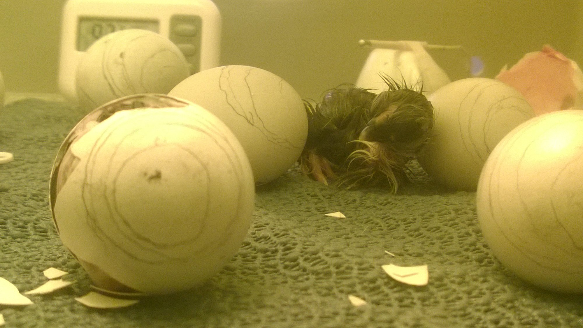 Incubation Humidity BackYard Chickens Learn How to Raise Chickens