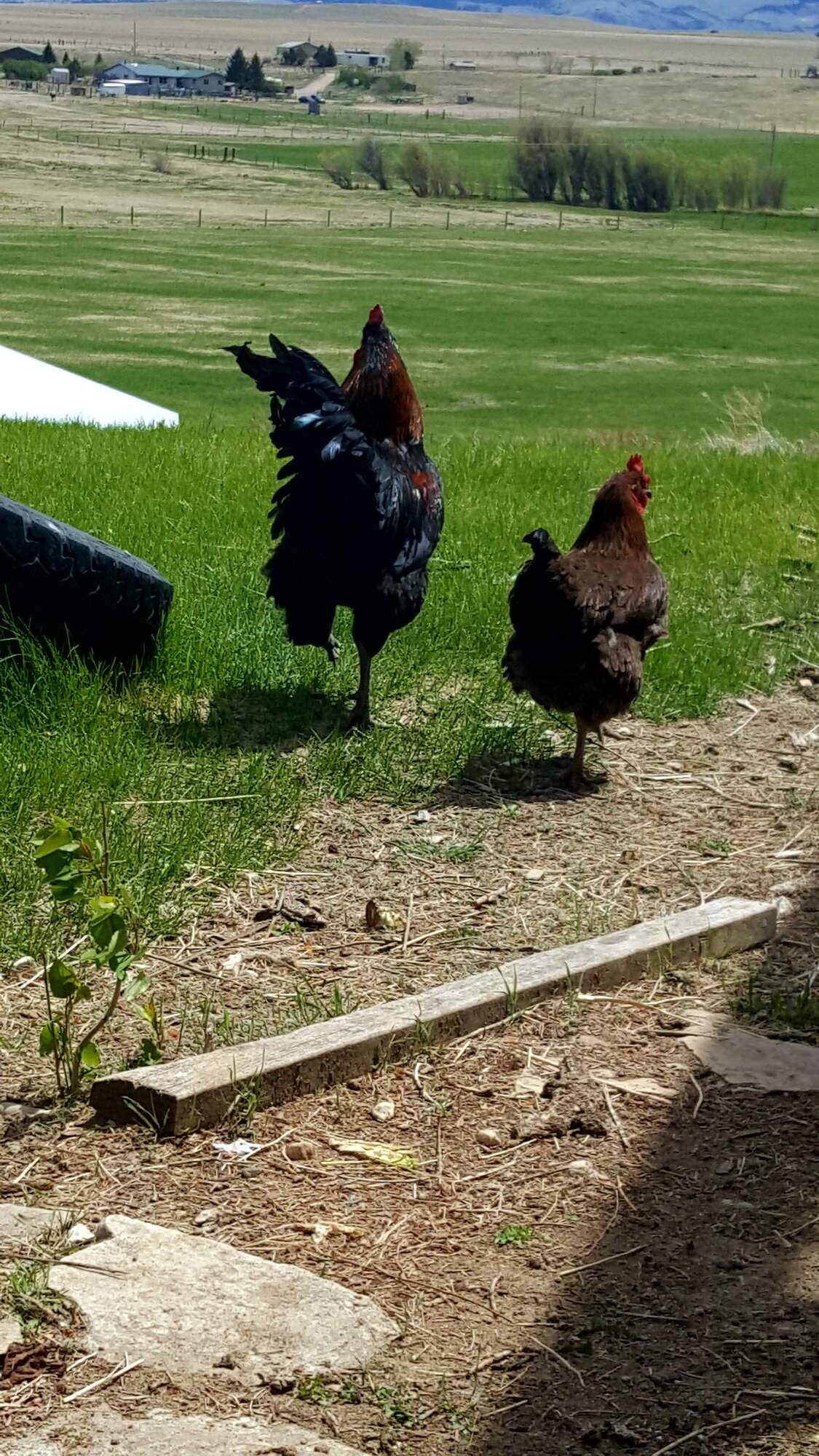 Jersey giant BackYard Chickens Learn How to Raise Chickens
