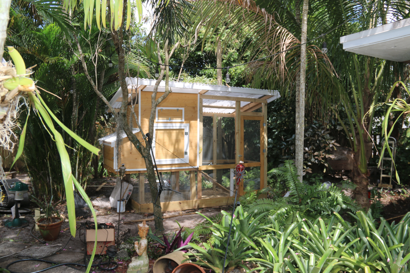 Jungle Coop BackYard Chickens Learn How to Raise Chickens