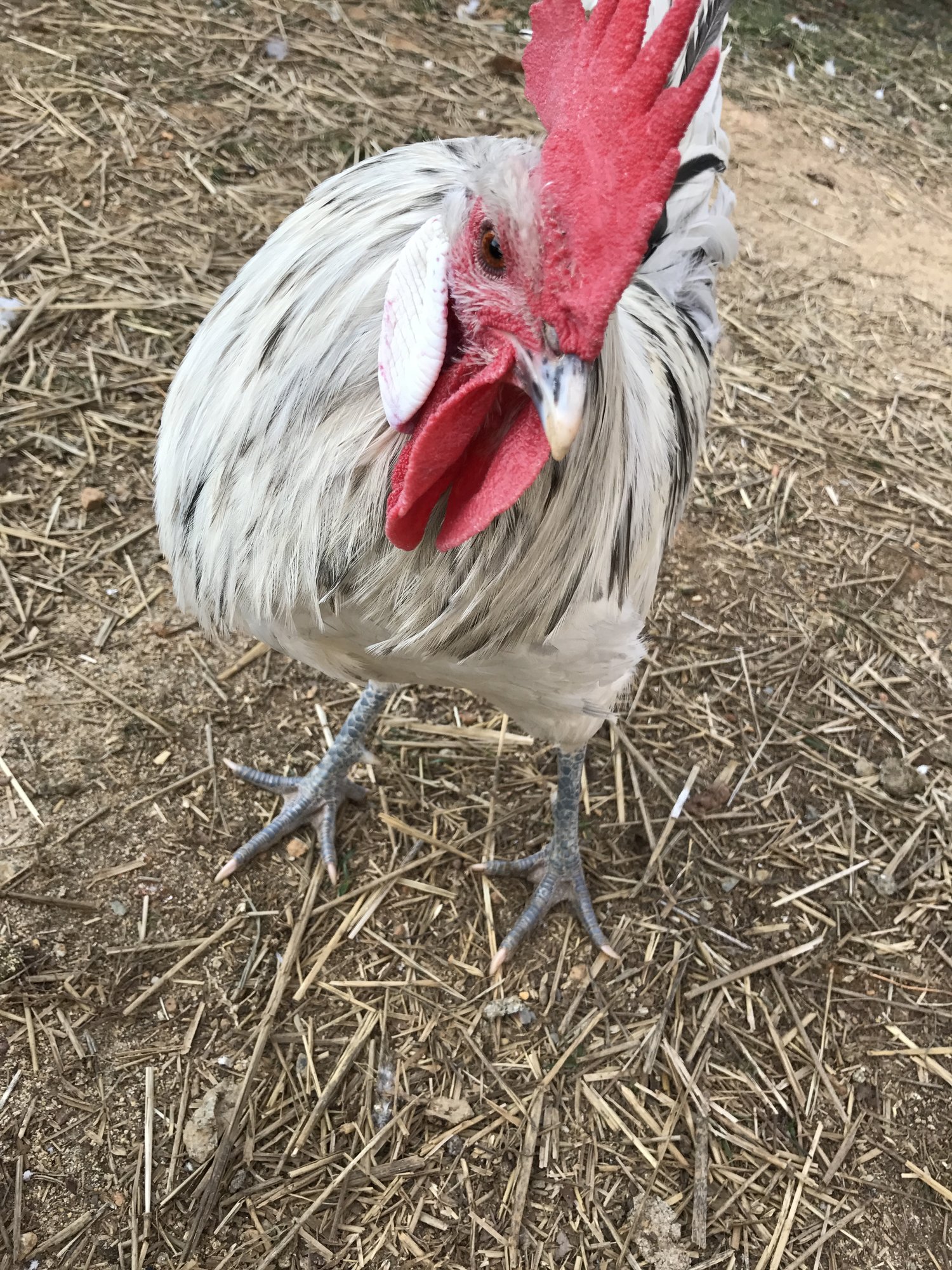 Keeping predators away from our hens BackYard Chickens Learn How to