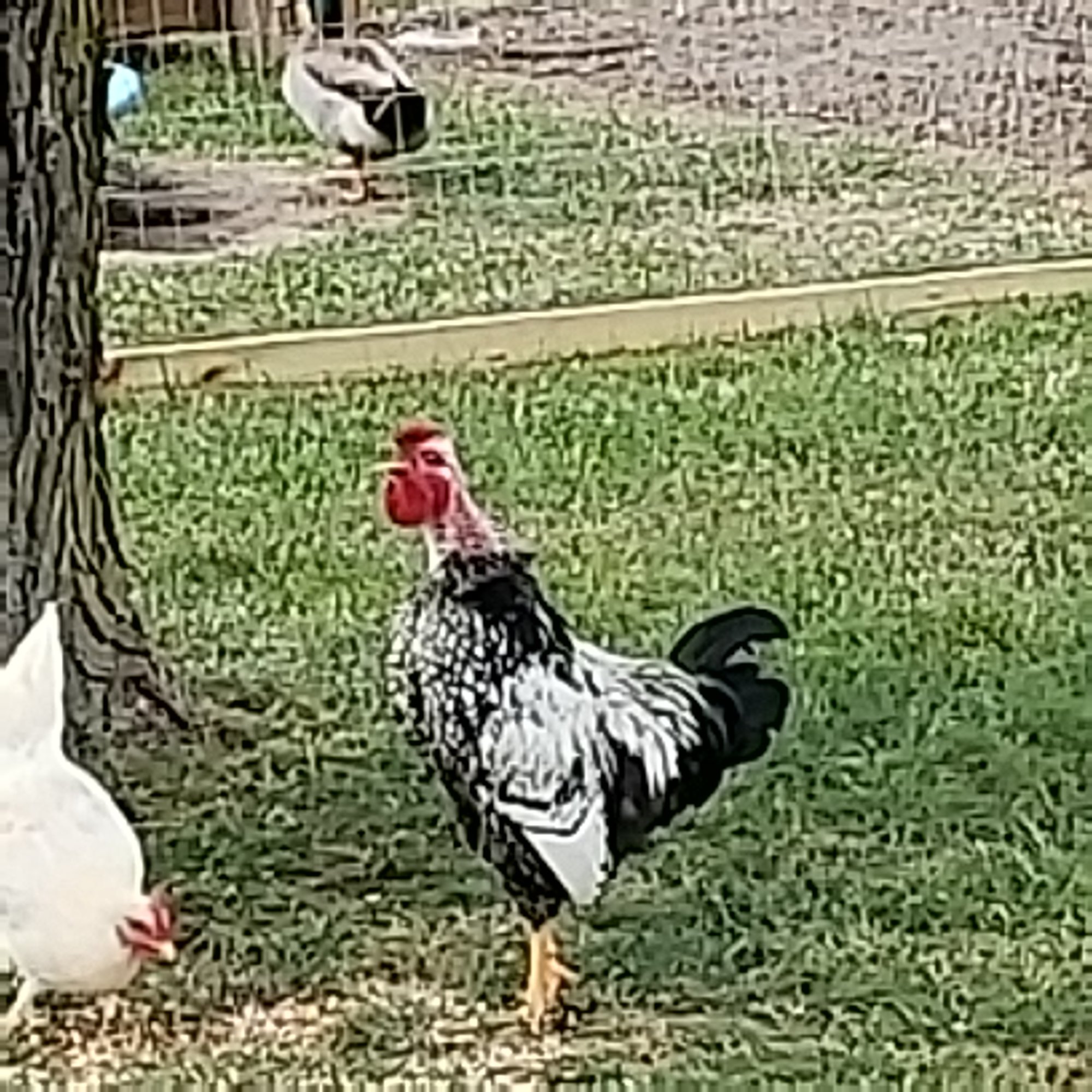 Losing feathers BackYard Chickens Learn How to Raise Chickens