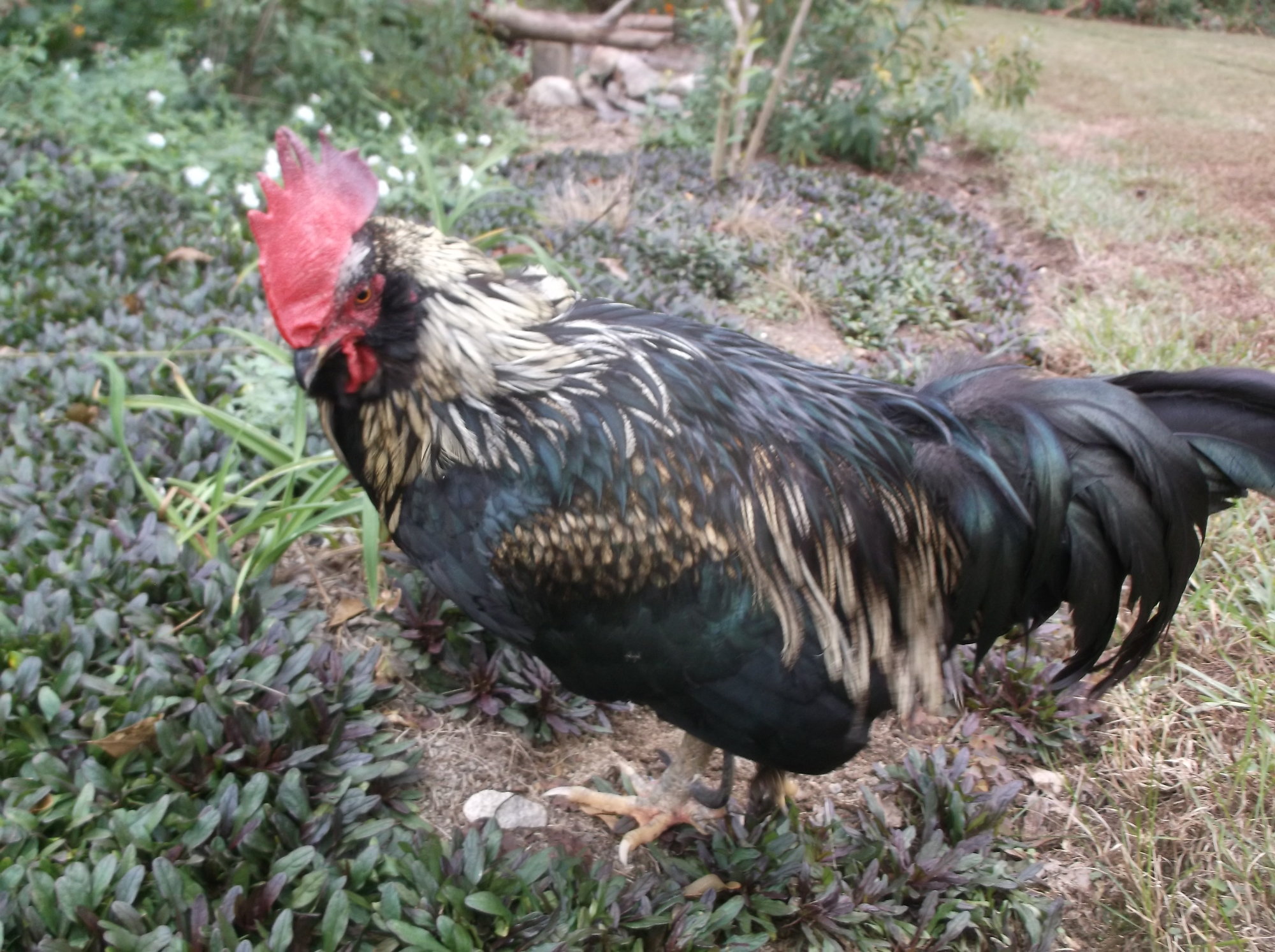 My chooks BackYard Chickens Learn How to Raise Chickens
