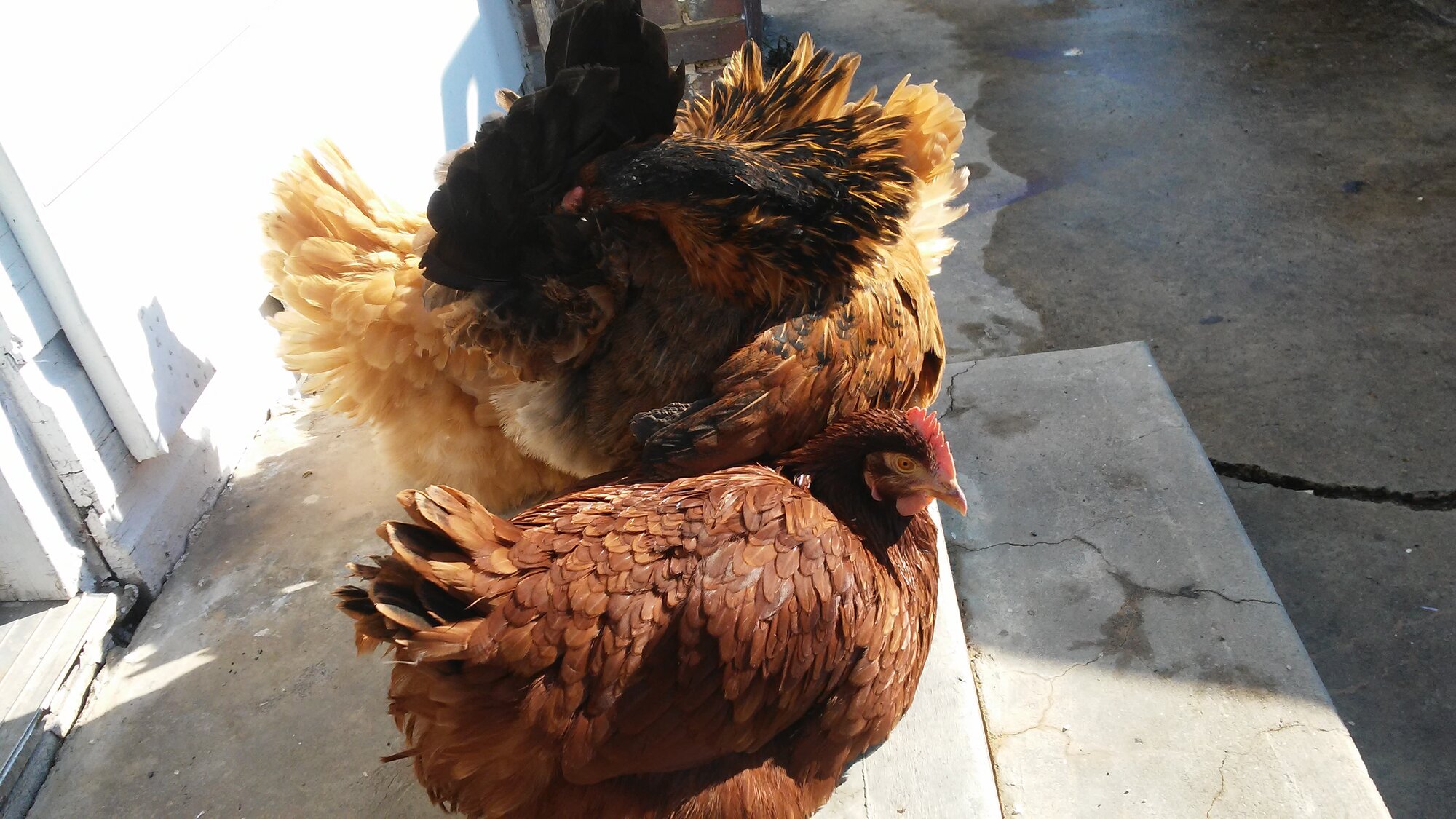 My Crazy Coops | BackYard Chickens - Learn How to Raise Chickens