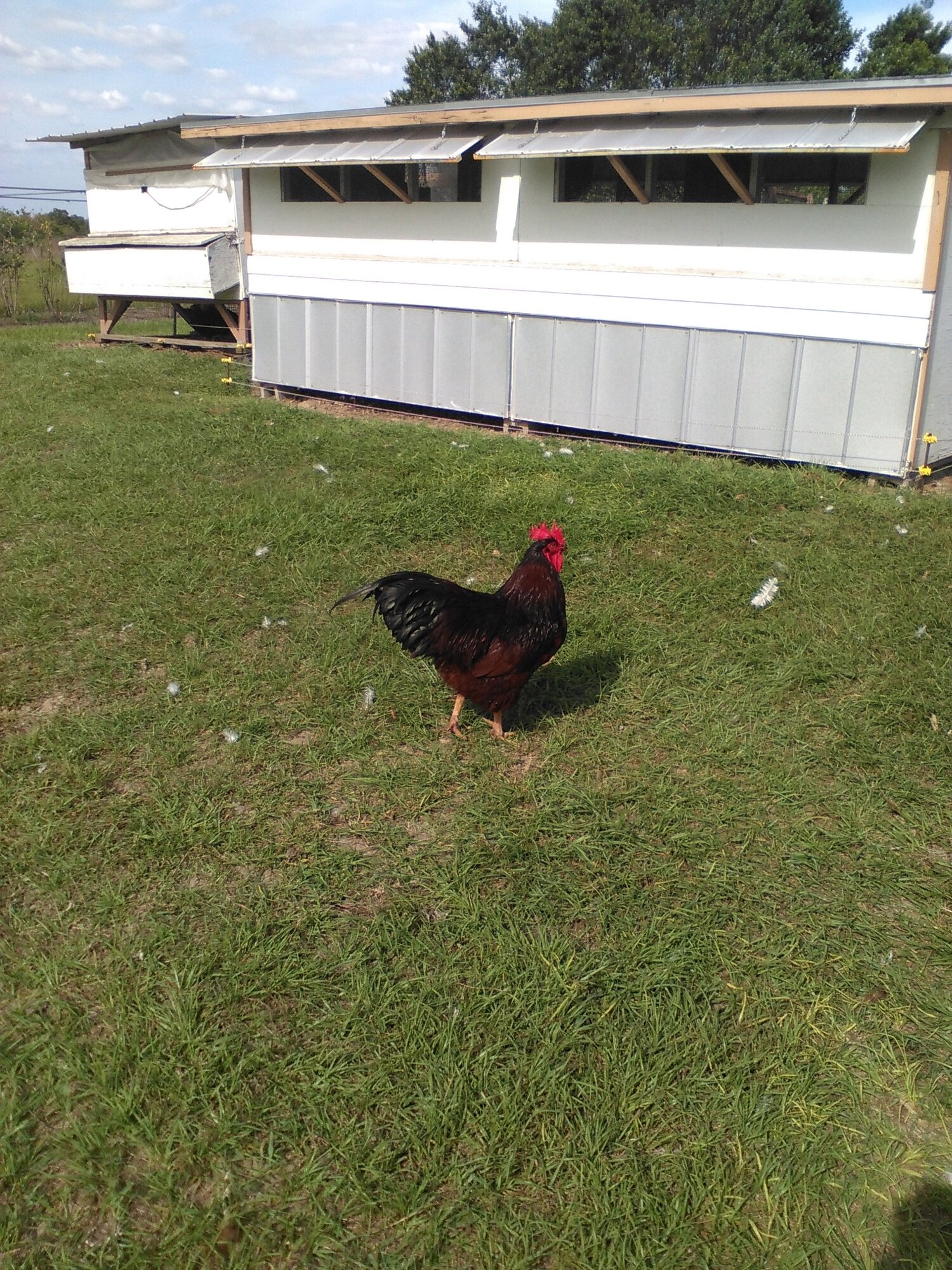 My duplex coop. BackYard Chickens Learn How to Raise Chickens