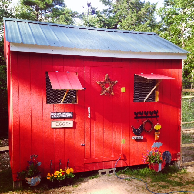 My Primitive Coop BackYard Chickens Learn How to Raise Chickens