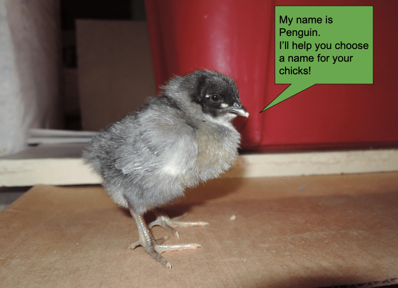 Name Your Chickens! BackYard Chickens Learn How to Raise Chickens