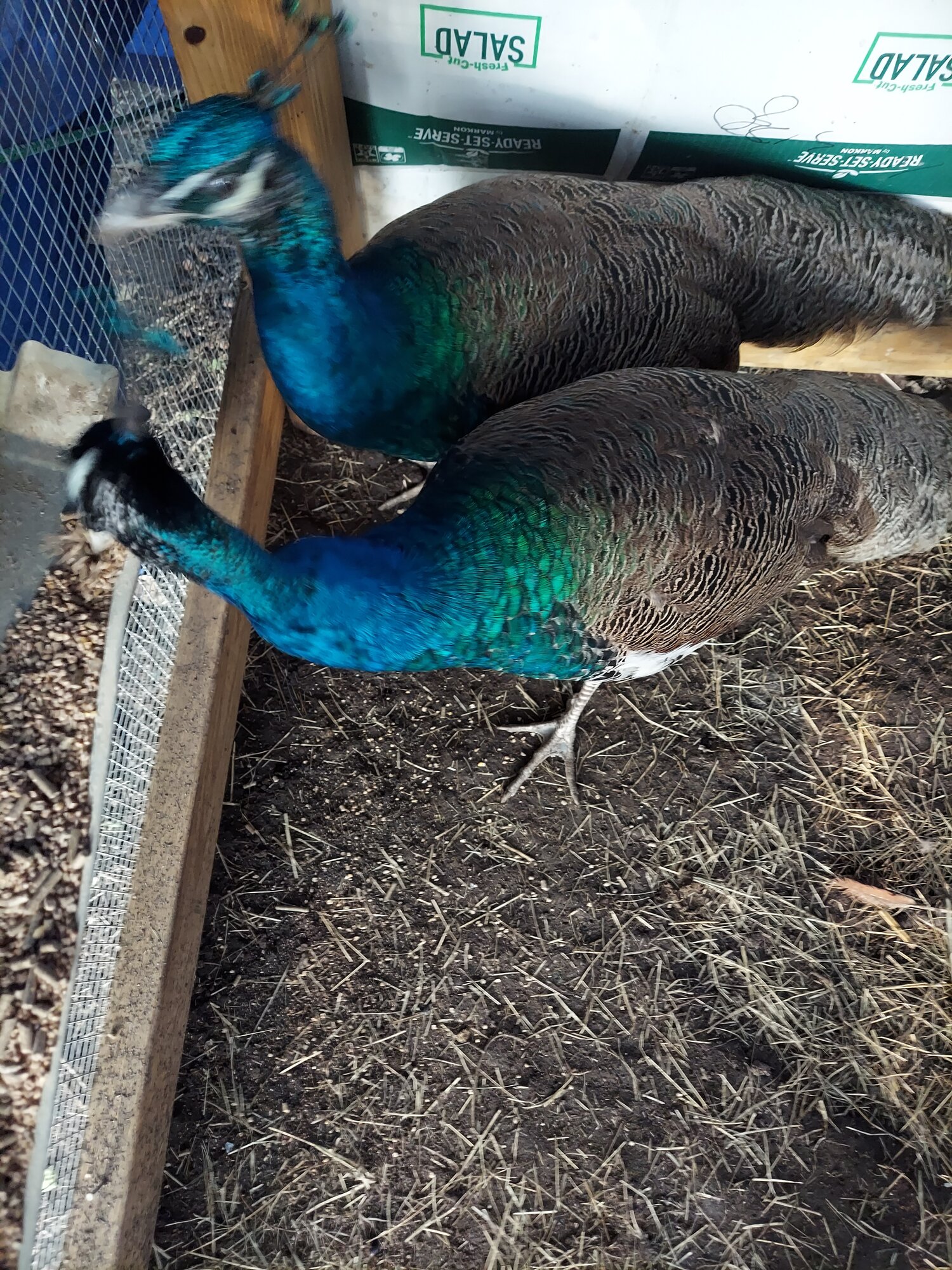 Peacocks BackYard Chickens Learn How to Raise Chickens
