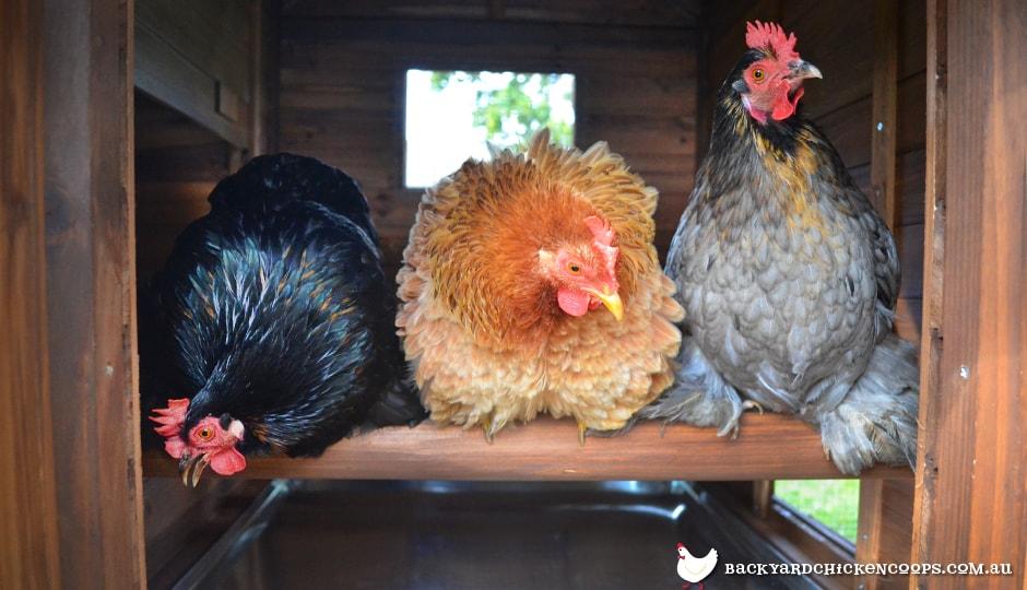 Pecking Order Basics & Specifics BackYard Chickens Learn How to