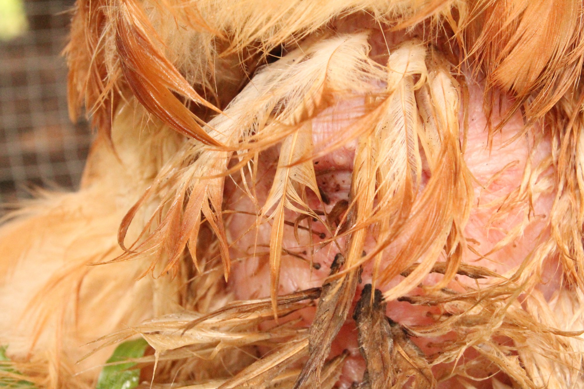 Quick Guide to Treating Egg Binding