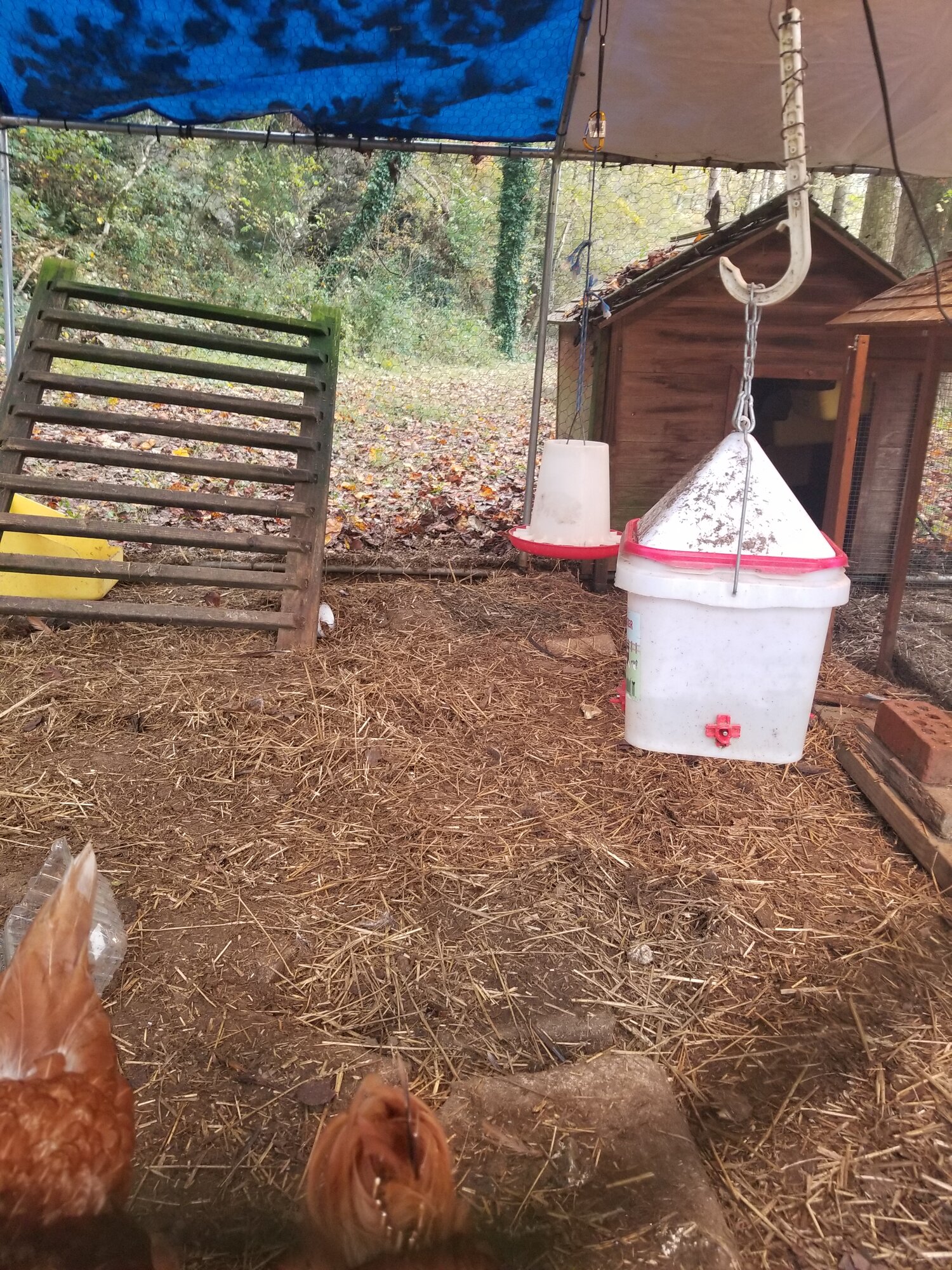 Roosting posts and bedding(flooring) BackYard Chickens Learn How to
