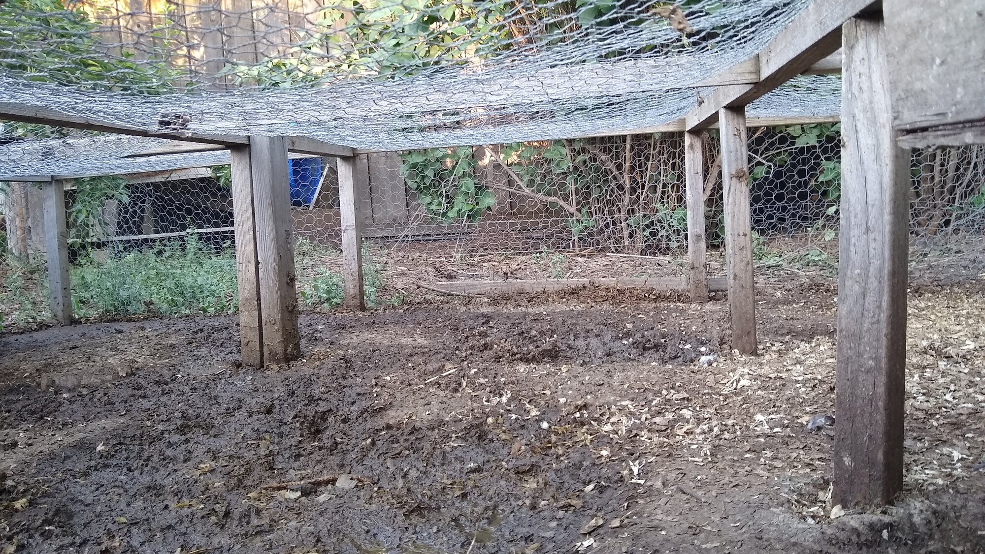 Simple Predator Proof Poultry Run BackYard Chickens Learn How to Raise Chickens