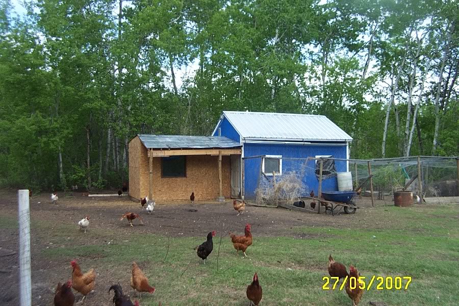 The Barn BackYard Chickens Learn How to Raise Chickens
