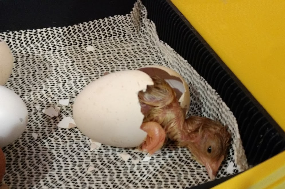 The Beginner's Guide to Incubation BackYard Chickens Learn How to