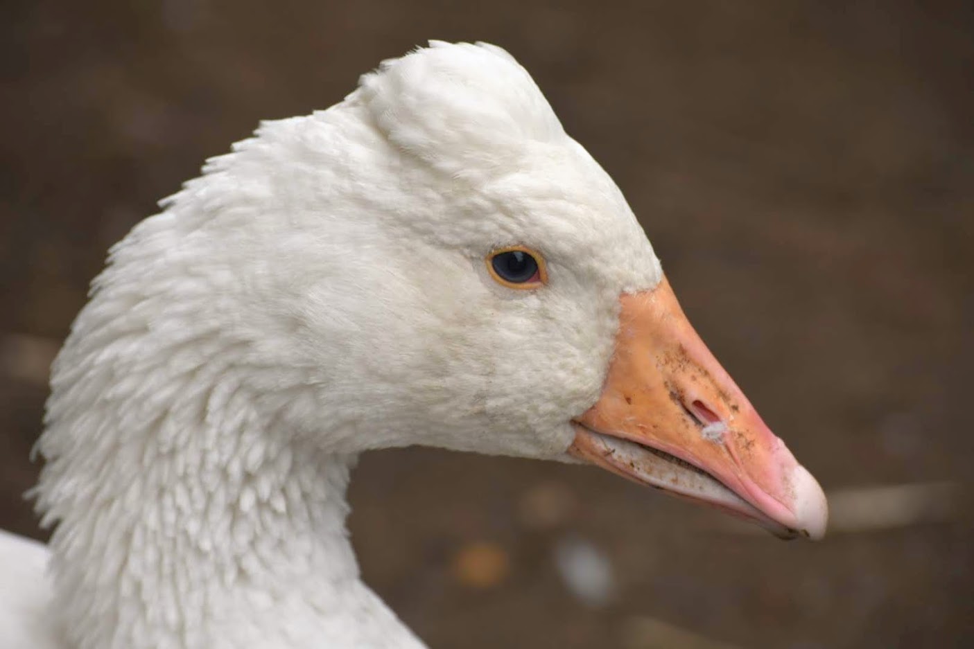 The Myth of the 'Guard' Goose and Why You Should Not Get One BackYard